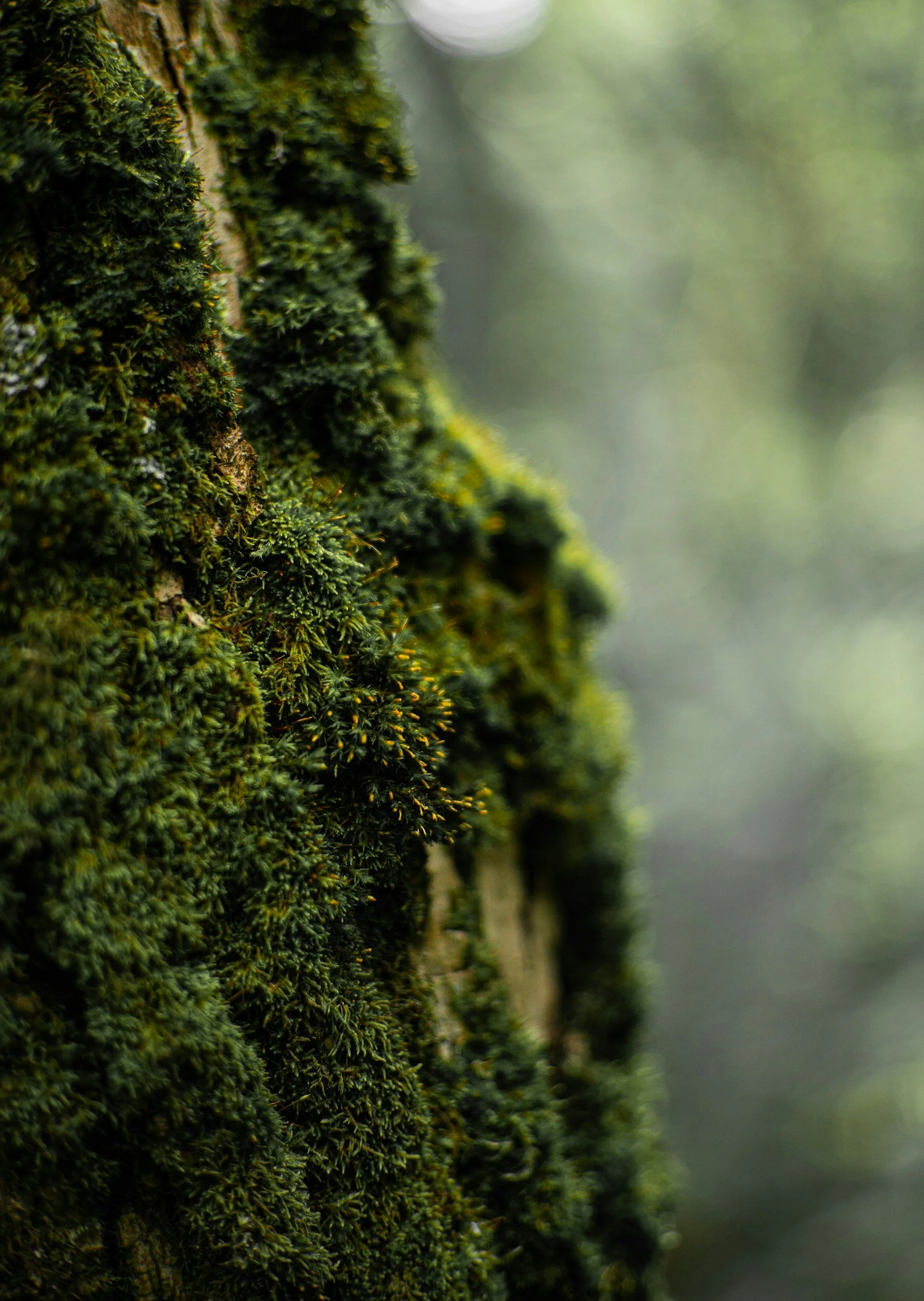 A forested mountain landscape