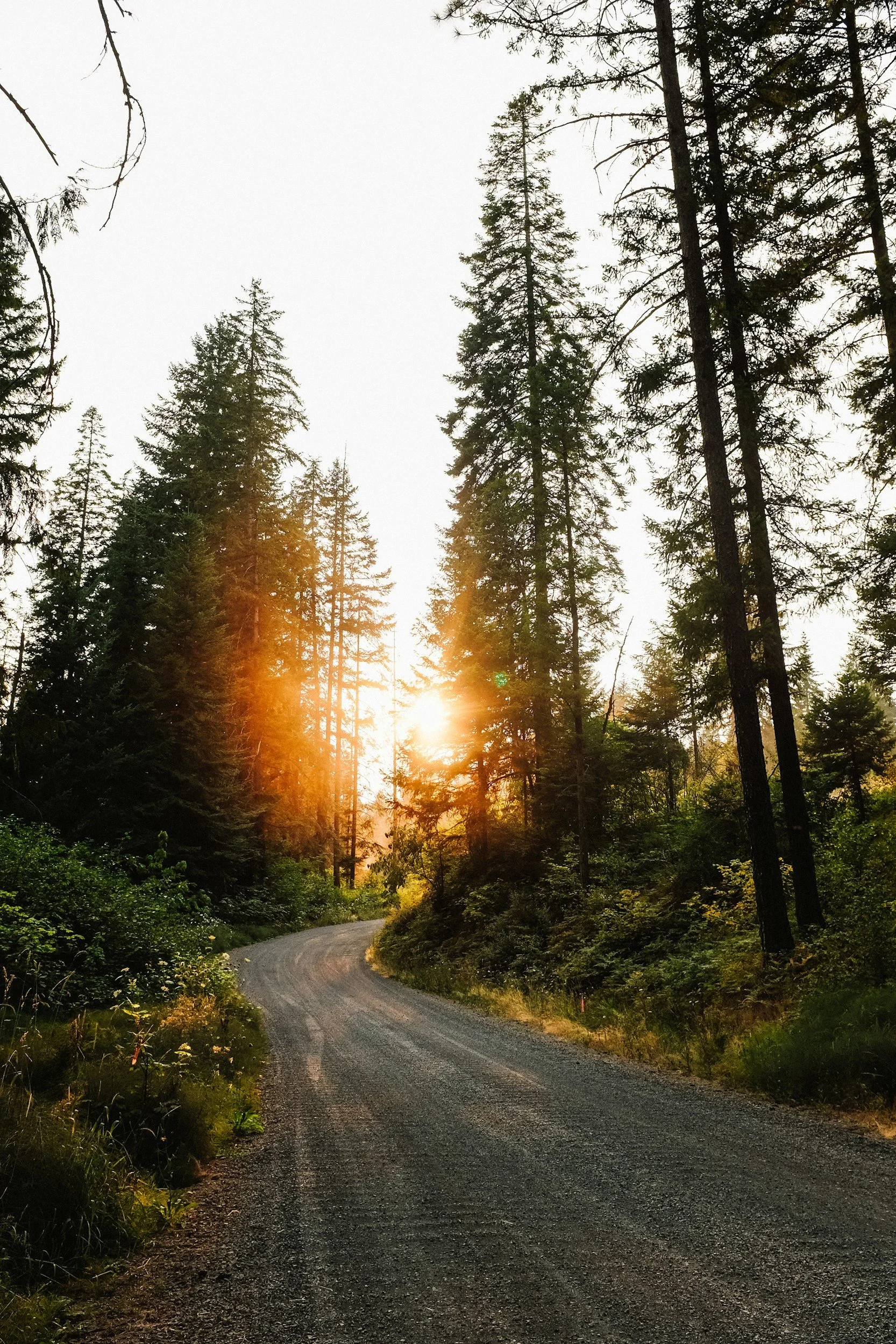 Sunlight breaking through a forest canopy